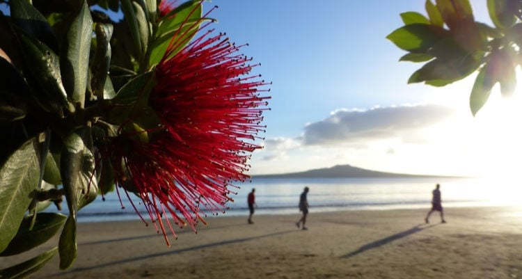 Kiwi-Christmas